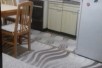 Издавам стан кај Веро Џамбо