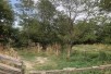 Sell Plot in   Madzari