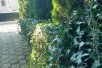 Rent Apartment in   Pintija