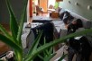 Sell Apartment in   Vodno